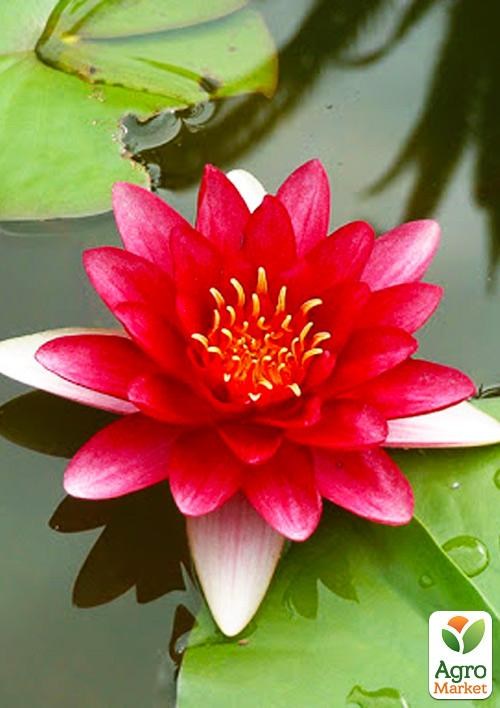 Нимфея "Аттракцион"