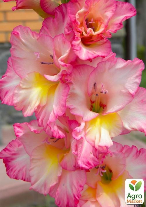 Гладіолус "Orlando" 3шт - фото 3