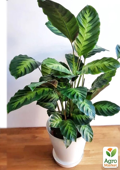 Калатея "LOUISAE" - фото 6