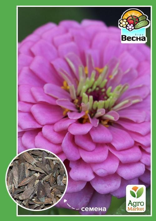 Цинния "Лавандовый сон" ТМ "Весна" 0.4г