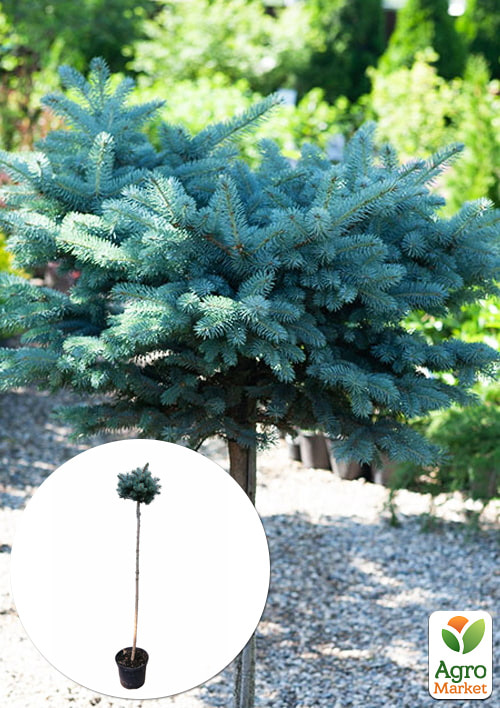 Ель колючая на штамбе "Glauca Globosa" С5, высота 70-100см