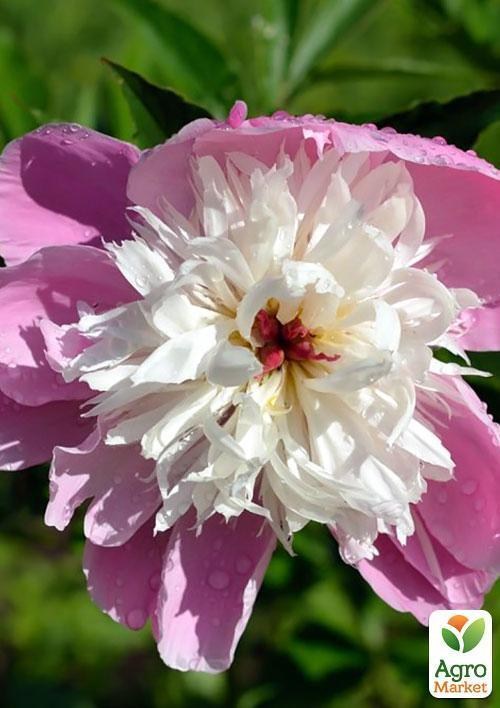 Півонія "Біло-рожевий шедевр" ТМ "Vesna Exclusive" 3шт - фото 5