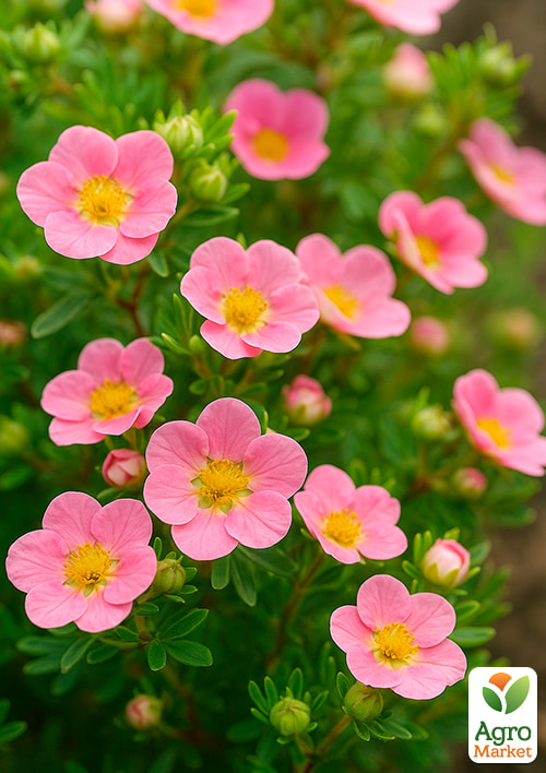 Перстач Чагарниковий "Bella Rosa"