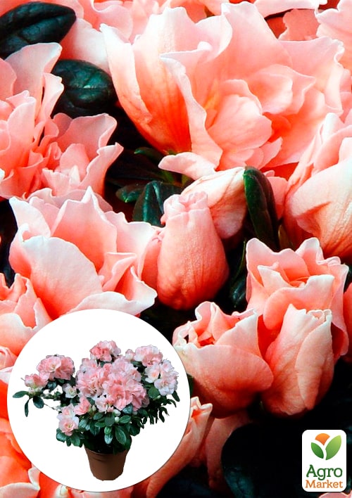 Рододендрон комнатный "Сhristine Matton" Нидерланды