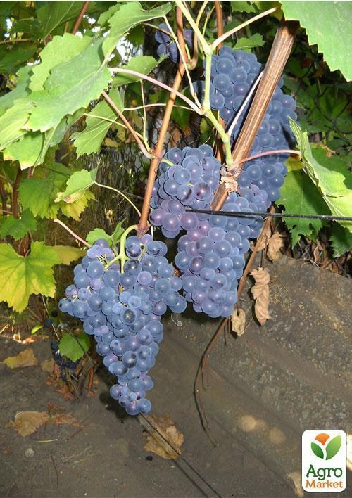 Виноград "Гурзуфский розовый" (винный)