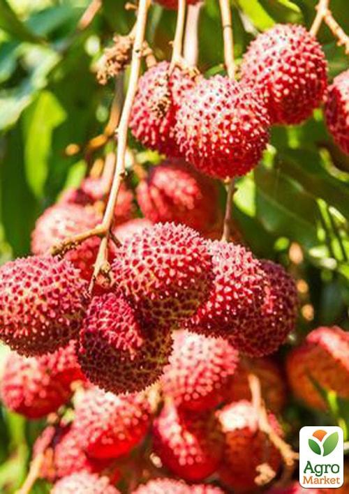 Лічі (драконе око або китайська слива) - фото 2