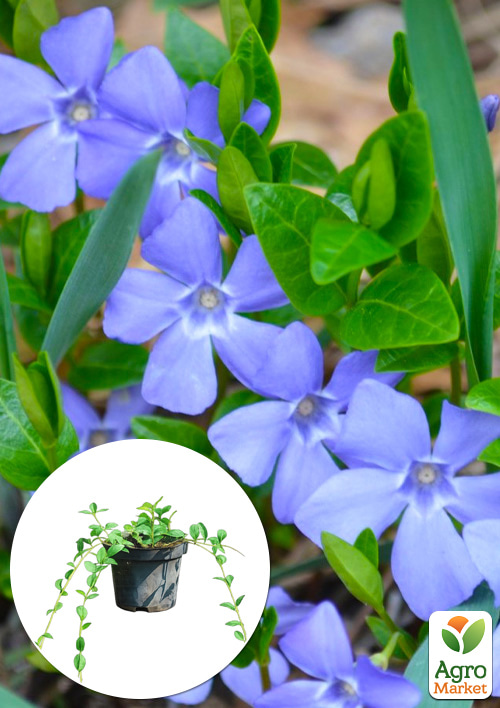 Барвинок малый "Vinca minor" вазон С2