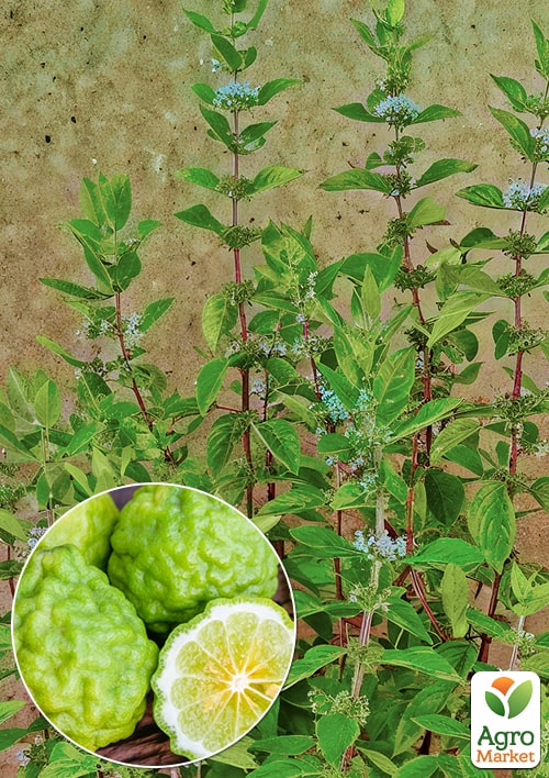 Мята Бергамотная "Mentha suaveolens x Piperita"