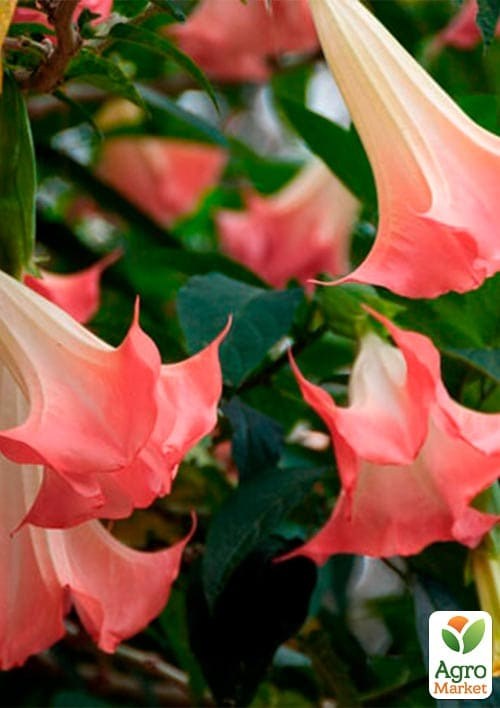 Бругмансія деревоподібна "Pink" - фото 3