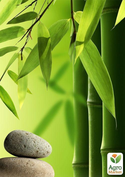 Бамбук "Кімнатний" ТМ "Vesna Exclusive" 5шт - фото 4