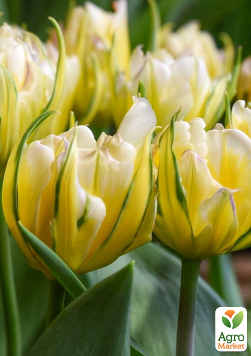 Тюльпан "Sweet Valley" 