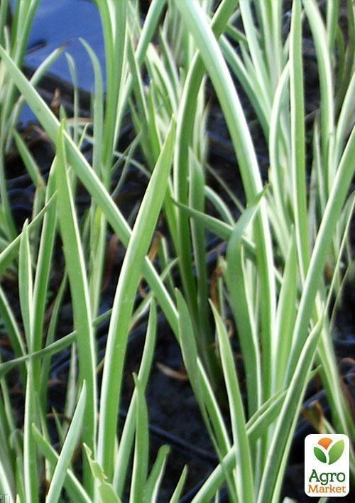 Аїр звичайний Ряболисті - фото 3