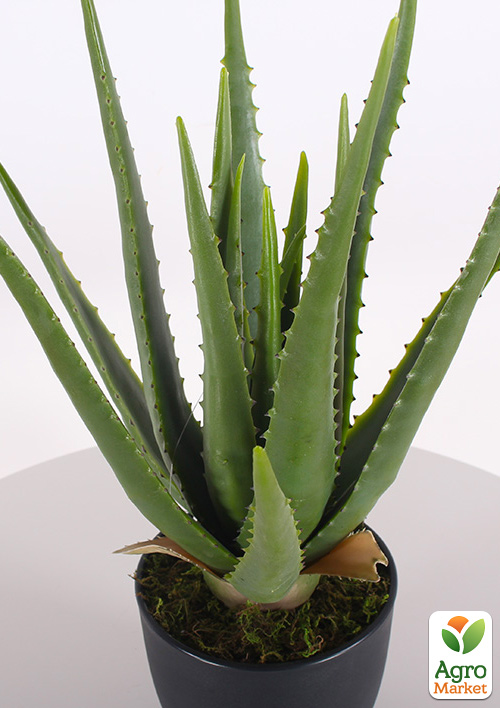 Суккулент "Aloe Vera" (Нидерланды) - фото 7
