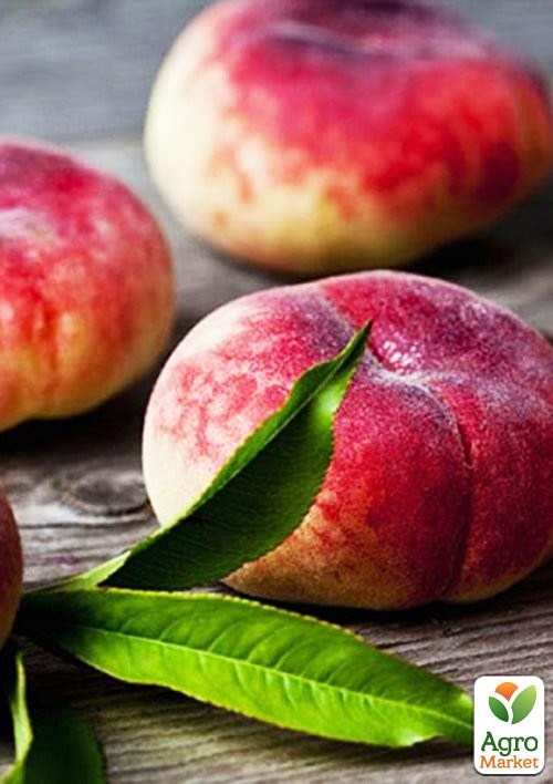 Инжирный персик "Сатурн" укорененный в контейнере (саженец 2 года) - фото 3