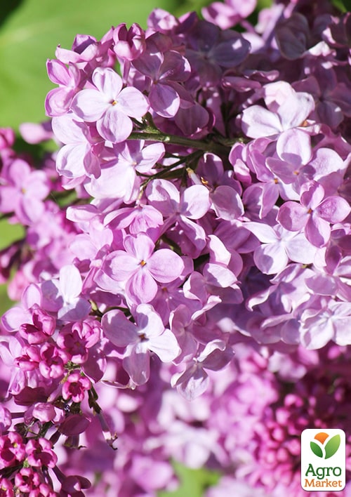 Бузок звичайний "Полтава"