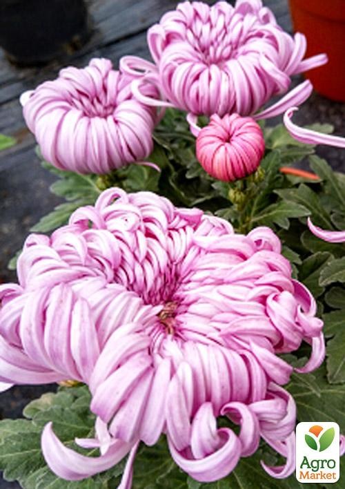 Хризантема срезочная "Рип" (укорененный черенок высота 5-10 см)