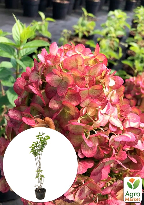 Гортензія 3-х річна волотиста "Petite Cherry"