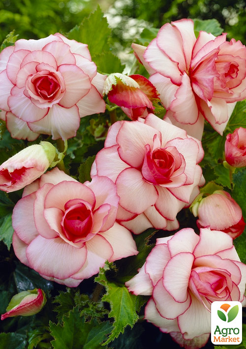 Бегонія "Picotee White"