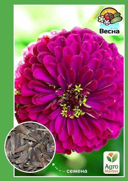 Цинія "Фіолетова королева" ТМ "Весна" 0.4г
