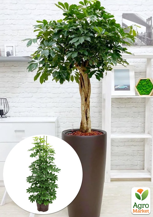 LMTD Шеффлера "Compacta" (высота 60-80см)