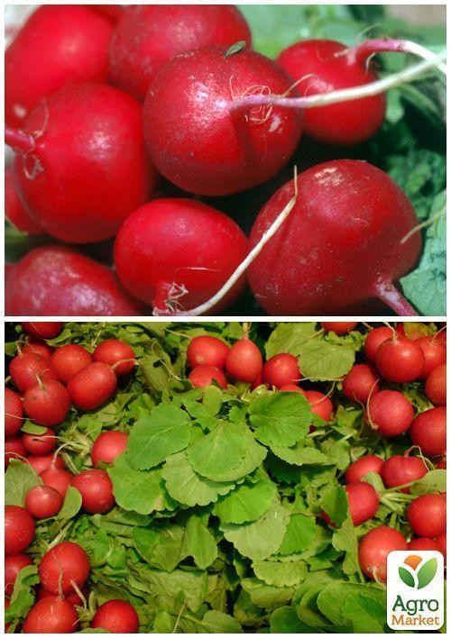 На развес Редис "16 дней" ТМ "Весна" цена за 10г - фото 3