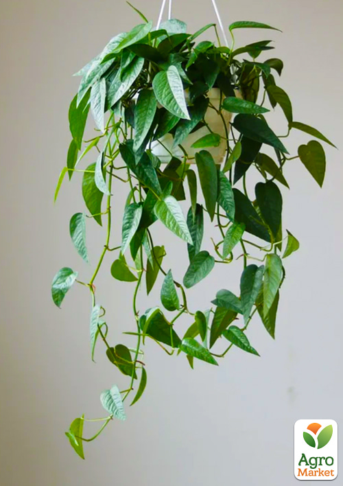 Эпипремнум "Cebu Blue" 20-30см - фото 5