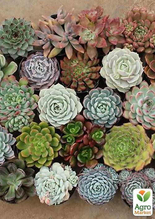 Суккуленты "Красочная смесь" ТМ "Vesna Exclusive" 10шт - фото 6