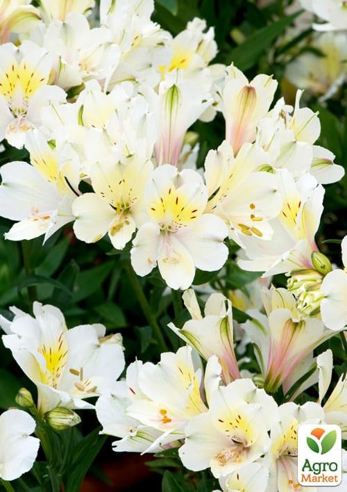 Альстромерия (перуанская лилия) "Summer Sky" С2 высота 30-60см - фото 4