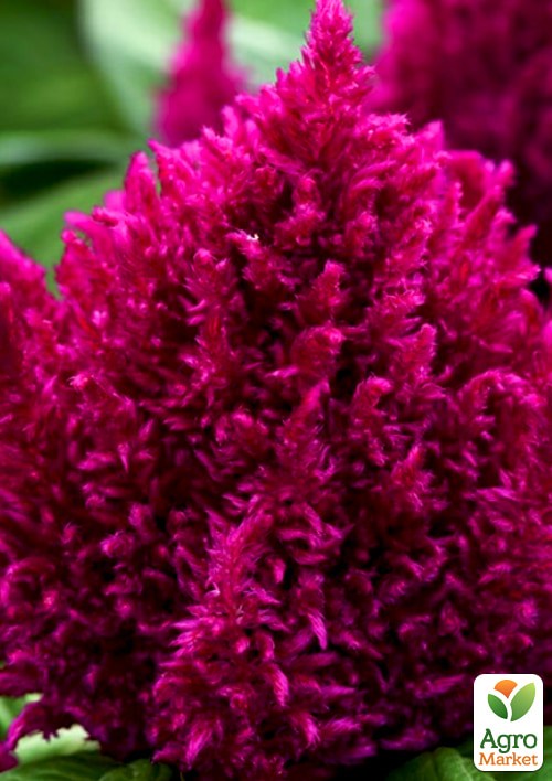 Целозия серебристая Sunday "Wine Red" - фото 4