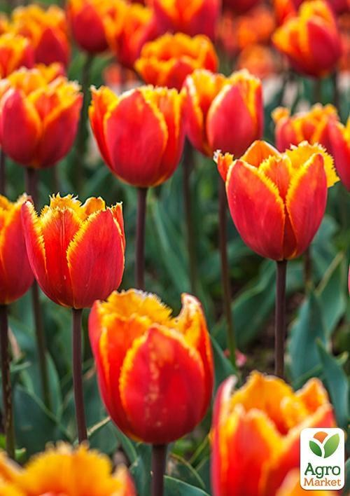 Тюльпан "Crispy Artair" (размер 11/12 , крупный) 3шт в упаковке