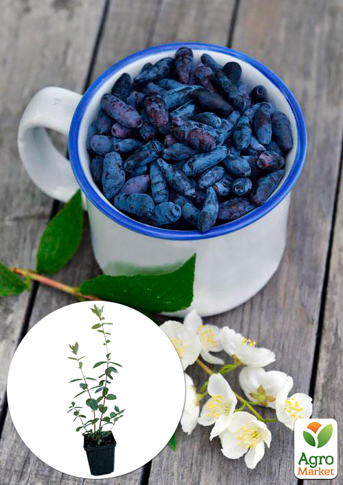 Жимолость "Сельгинка" (ранний срок созревания, очень урожайный сорт)