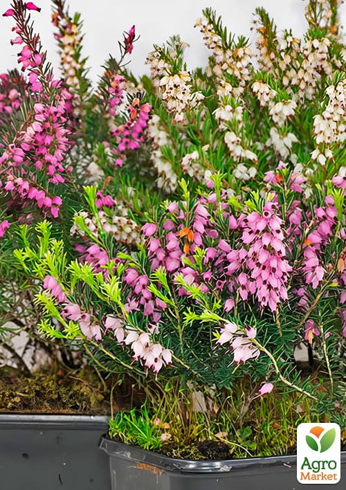 Еріка трав'яниста мікс сортів - фото 2