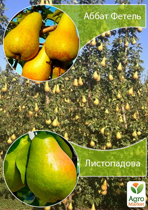 Дерево-сад Груша "Аббат Фетель+Ноябрьская"