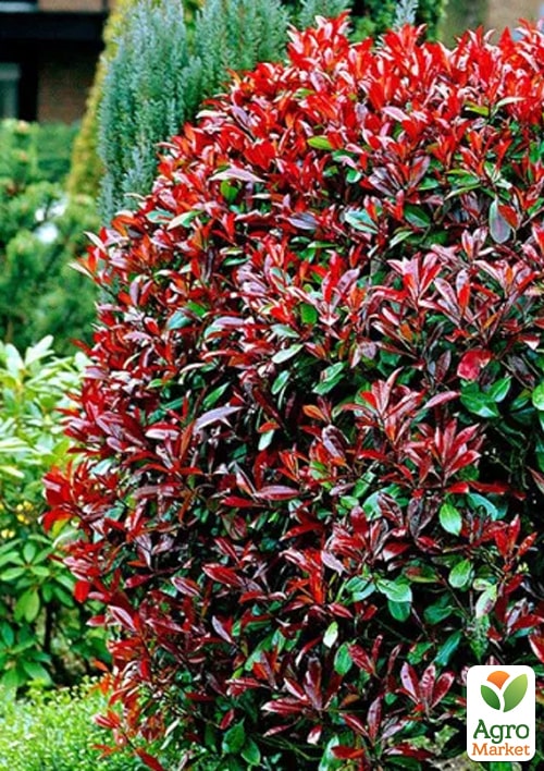 LMTD Фотиния "Red Robin" 45-55см - фото 5