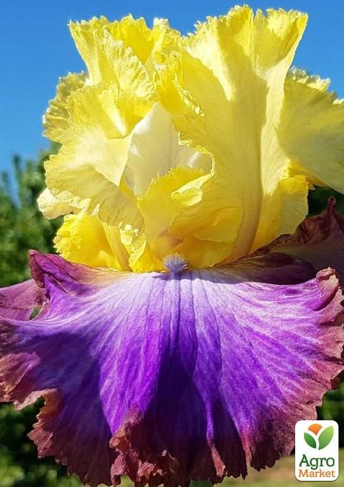 Ірис бородатий великоквітковий "Adventurous"