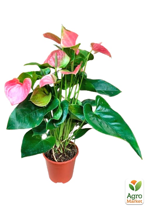 Антуриум (Anthurium) "Sweet Dream" - фото 7