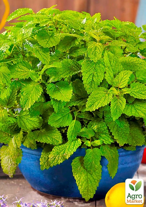 Меліса лікарська "Мілана" (Зіпер) ТМ "Весна" 0.5г