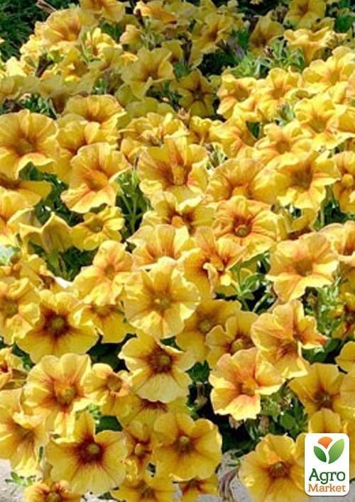 Петхоа Гибридная "BeautiCal Caramel Yellow" (контейнер №10, высота 10-15см)