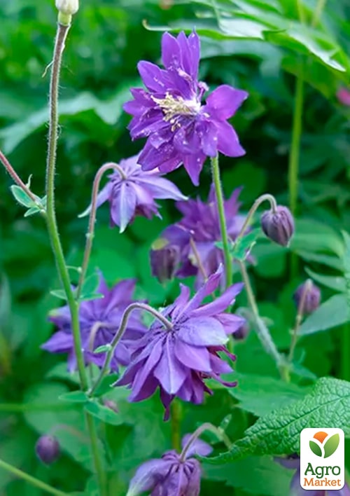 Аквилегия махровая "Blue Barlow"  - фото 4