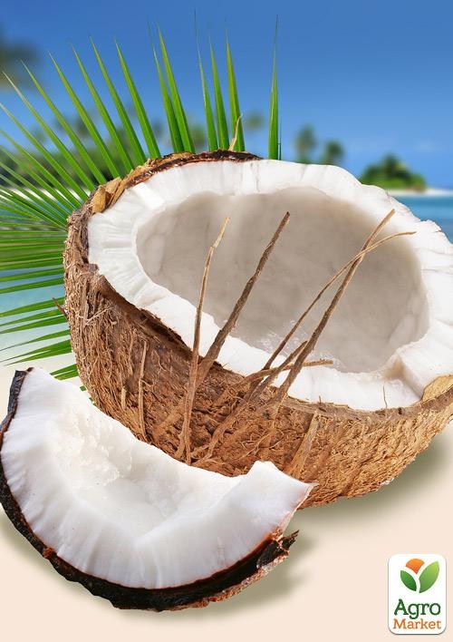 Кокос "Cocos nucifera"