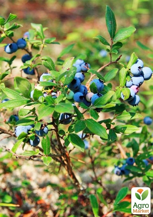 Черника "Лесная Жемчужина" (ароматный сорт) - фото 3