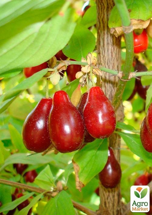 Кизил "Семен" (середній термін дозрівання, плоди не осипаються)