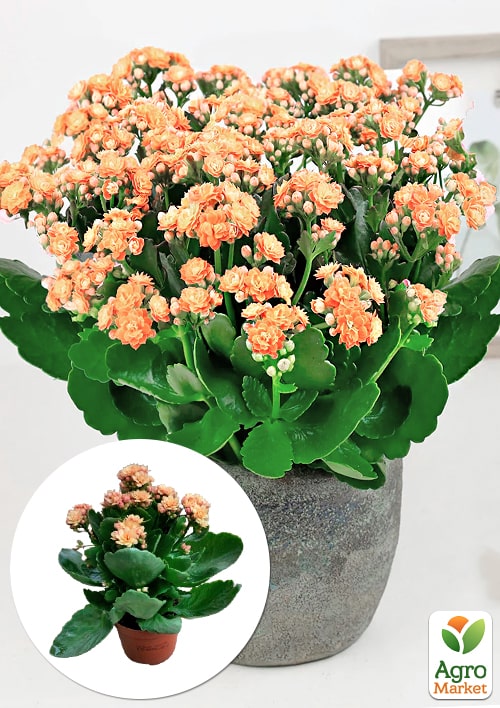 Каланхоэ Блоссфельда "Coral" (Kalanchoe Blossfeldiana) (Нидерланды)