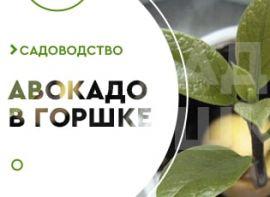 Як прищипувати авокадо - корисні статті про садівництво від Agro-Market
