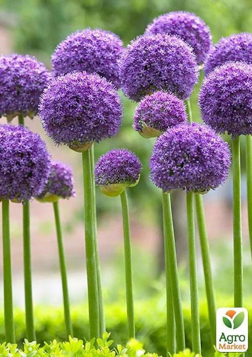 Алліум "Фіолетовий гігант" ТМ "Vesna Exclusive" 5шт