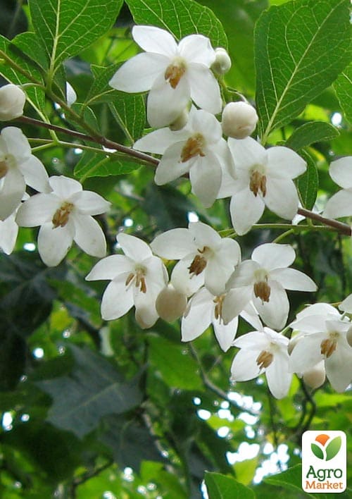 Проліскове дерево "Styrax japonicus" (красиве, компактне, з ароматом пролісків) висота 20см - фото 2