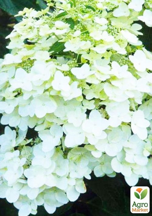 Гортензия метельчатая "Tardiva" контейнер Р9