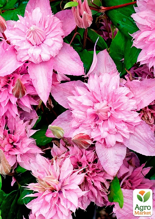 LMTD Клематис 3-х річний "Multi Pink" (висота 60-80 см) - фото 2