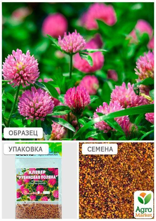 Конюшина "Рубінова галявина" (Зіпер) ТМ "Весна" 15г  - фото 4