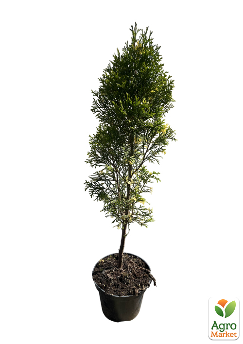 Туя западная "Smaragd Variegata" С2, высота 35-45см - фото 2